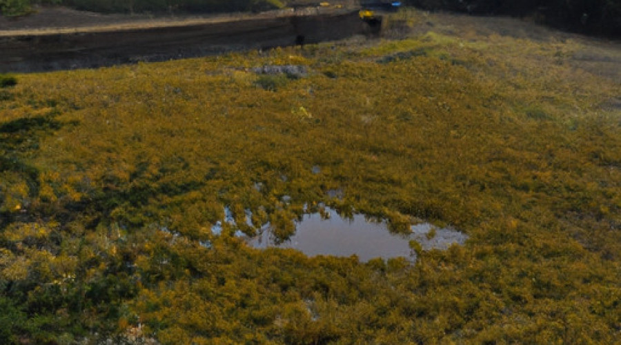 Savory Mushroom Lentil Soup: A Flavorful Delight